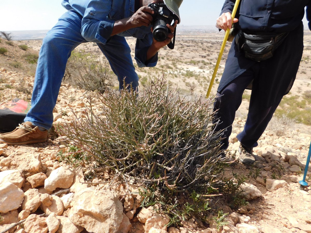 aiawaleh's tweet photo. With my colleagues, Faisal J. Geelle &amp; Helen Pickering, collecting plants specimens, documenting, curating &amp; depositing  in the  herbarium of the Biodiversity Museum at the University of Hargeisa, #Somaliland.
 #botany #biodiversity #herbarium #taxonomy https://t.co/fqaoFDezwn