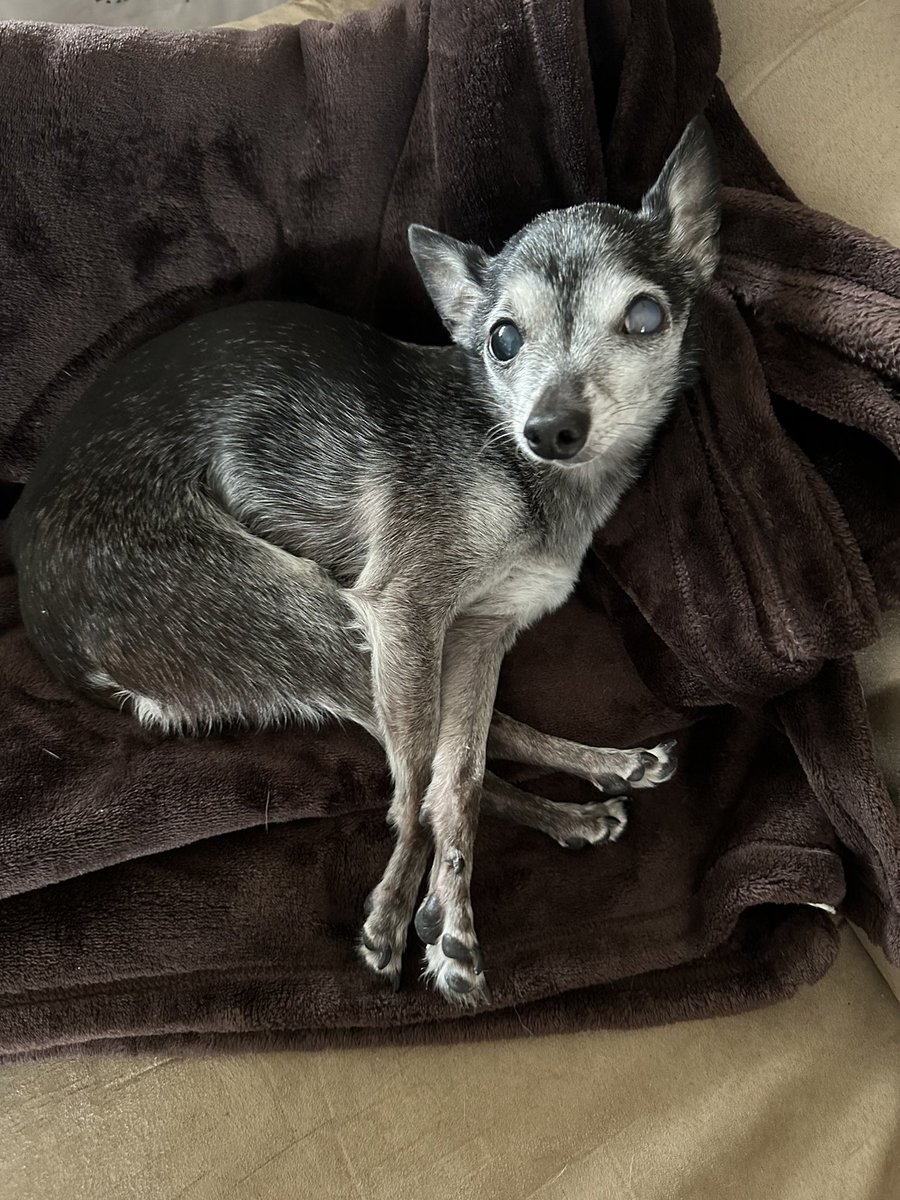 My dad just took home this 12 year old blind chihuahua and it just sits on his chair and sleeps all day lmao