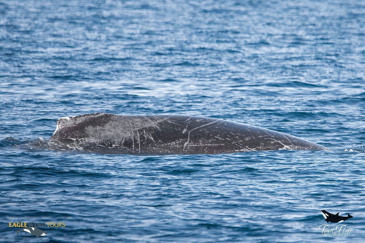 eaglewingtours's tweet photo. Most of the humpback whales have gone south for the winter, but not all of them! It looks like BCX0401 might have had a rope entanglement at some point but fortunately freed itself. Almost 50% of humpbacks on the BC coast show signs of a past entanglement.
#Wild4Whales #BCWild https://t.co/K2LtioXzH2