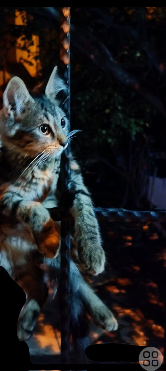 newsfromx's tweet photo. "I need to get out of here to make it to the cat day." 🥺
#DünyaKediGünü #Caturday #CatsOnTwitter #cats #SaturdayVibes #SaturdayKitchen #SaturdayMood #SaturdayMotivation https://t.co/8583YEiHo0