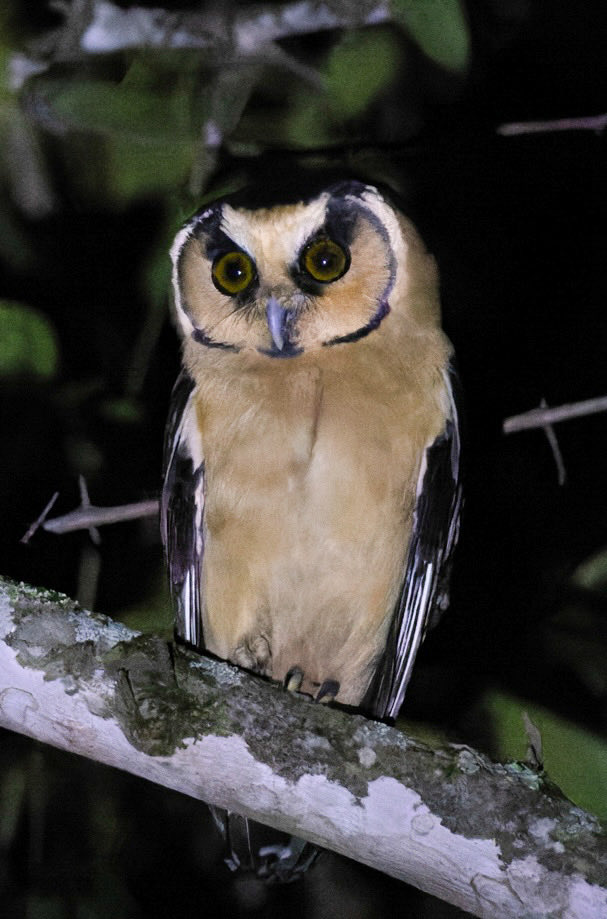 Buff-fronted Owl NW Argentina Jan 24 was a heart stopper!