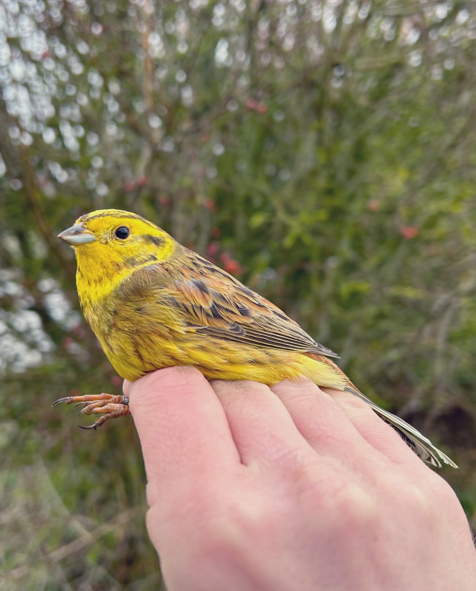 A short gap in the weather allowed for a fantastic survey on the Lambourn Downs this morning. Although we only ringed 78 birds this included 37 Yellowhammers and 17 Corn Buntings. The gamekeeper and farmer are now even more keen to create new areas of habitat for farmland birds.