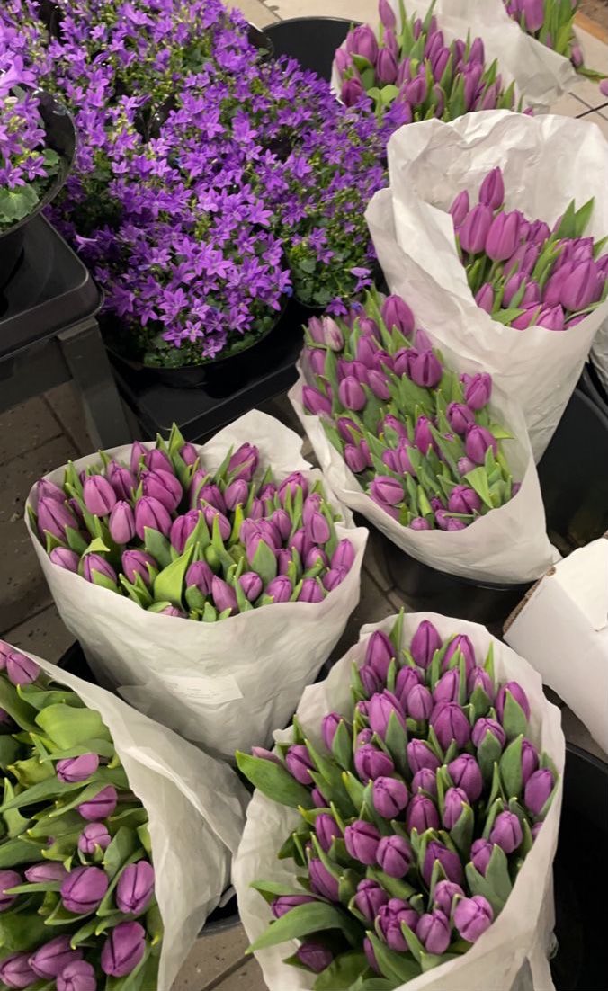 Purple Tulips