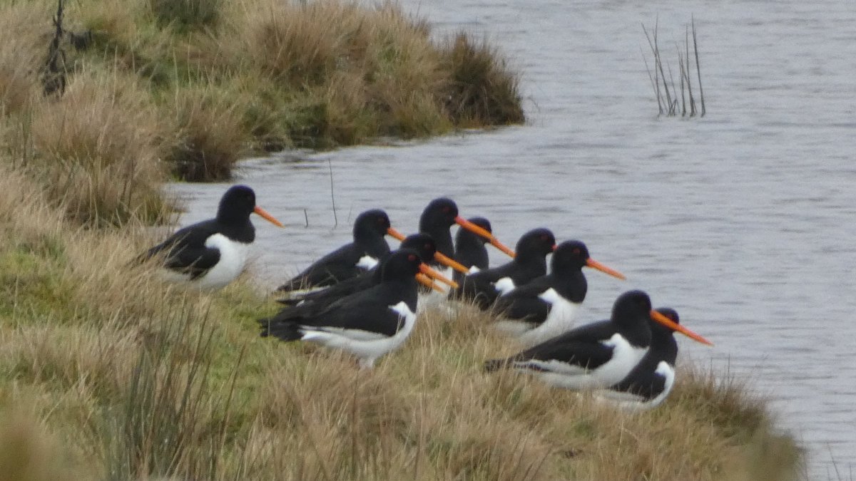 The reinforcements have arrived to #StopCalderdaleWindFarm & #SaveWalshawMoor! 11 #oystercatchers & at least 30 #lapwings spotted in Walshaw Dean today & the first of many #curlews. Please help save these remarkable birds who come here to breed on the moor stopcalderdalewindfarm.co.uk/our-countrysid…