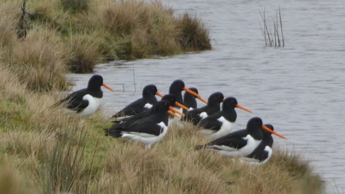 Yorkshire Walks and Wildlife tweet media