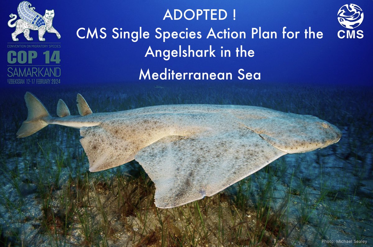 Angel Shark Project tweet media