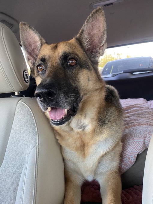 Not Mali growling at the dog in the car behind us like it&rsquo;s his fault its been a long wait to get her