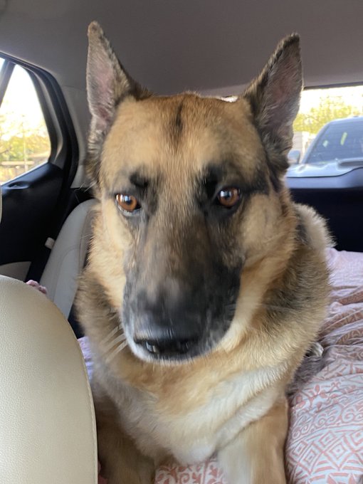 Not Mali growling at the dog in the car behind us like it&rsquo;s his fault its been a long wait to get her