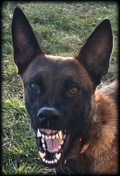 Little Malligator action happening. She has been quite full of her little 44lb self #TeamMali <a href="/RadTheMaligator/">🌞🌺🍦🌊🏖🐕Malinois Radek 🐕🐦🇬🇧🇺🇲🇧🇪</a>
