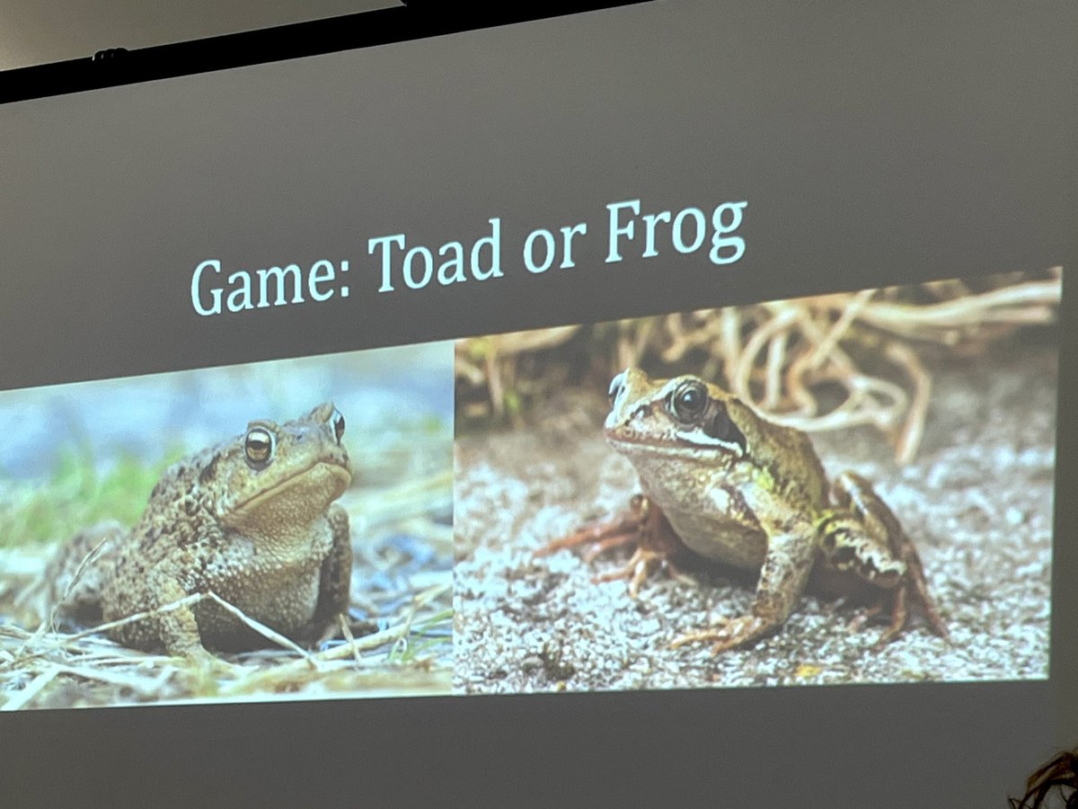 TwigsOf's tweet photo. More photos from this year’s ‘Toad Summit’! Organized by @froglifers and held at the Linklater Pavilion in Lewes https://t.co/rb0nyiBfqr