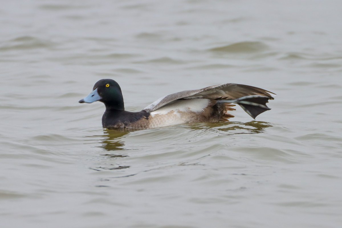 Some excellent views of the 2 Greater Scaup <a href="/WWTWelney/">WWT Welney</a> this morning.