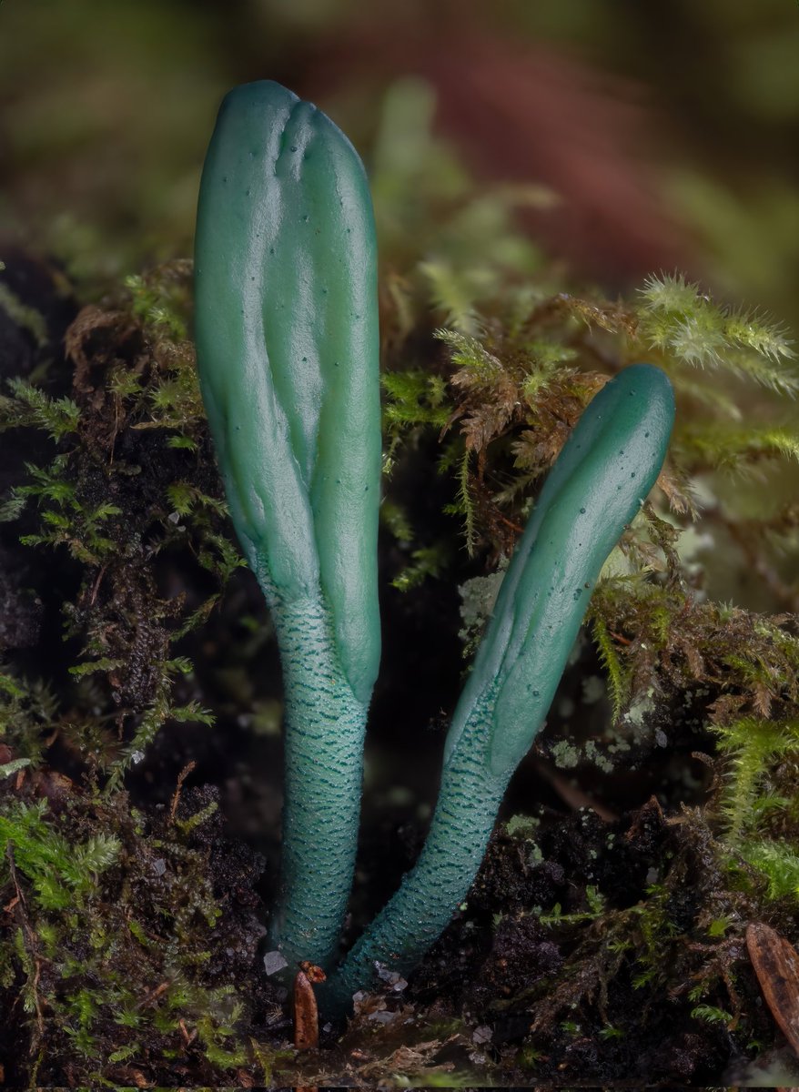 AlanRockefeller's tweet photo. An undescribed sister species to Microglossum griseoviride from Sonoma county, California.    Mycorrhizal with tan oak. https://t.co/JdZuj8FInR