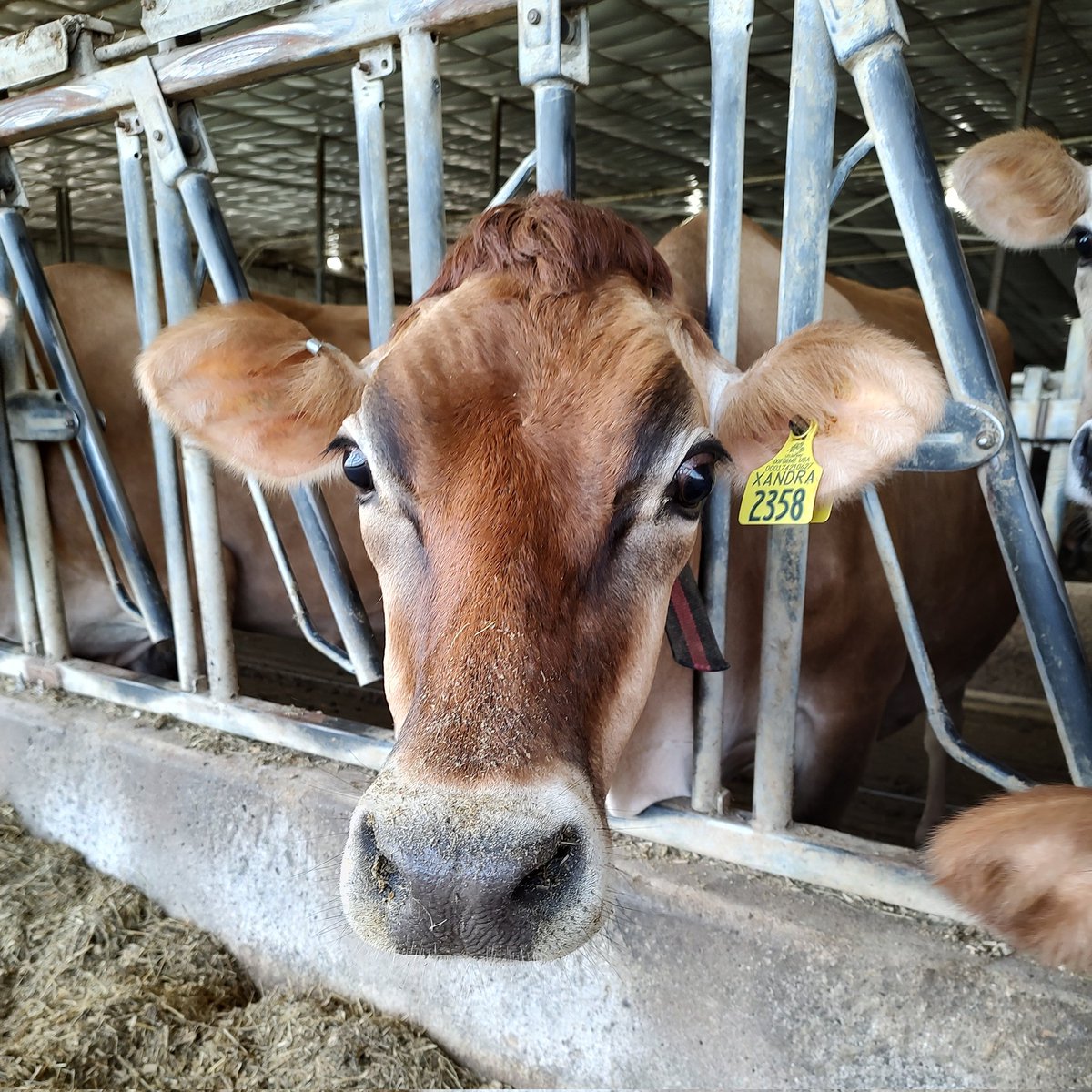 MaxwellCRFarm's tweet photo. #NewProfilePic https://t.co/zDCfxsagwh