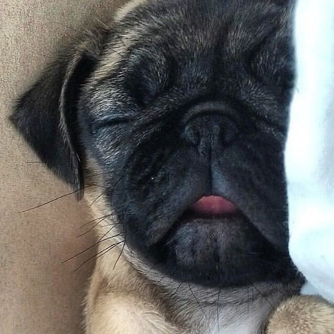 😴 📷:  crediting issues and removals pls Email us ☺️ Note: we don't own this video/pics, all rights go to their respective owners. If owner  first.** #puglife🐾#puglover#pugoftheday#puglia#pugsofig#pugworld#pugsofinsta#pugpuppy#puglialovers# pugliamia#pugmania