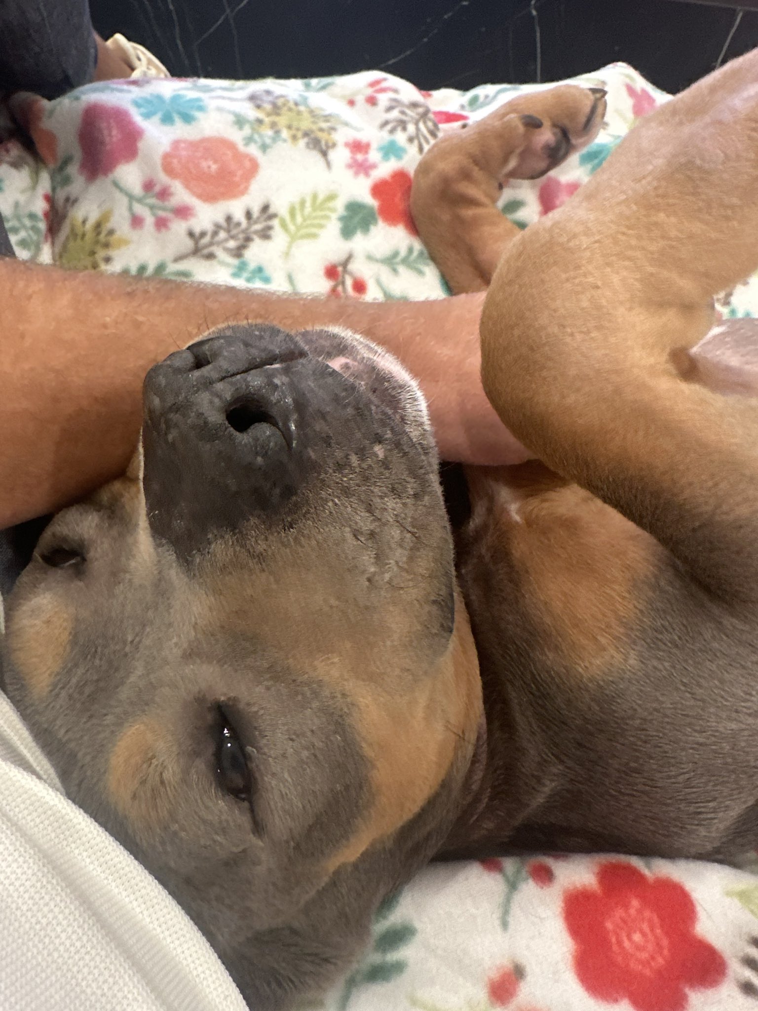 Ryland Pappas (@rpapp_25)  X