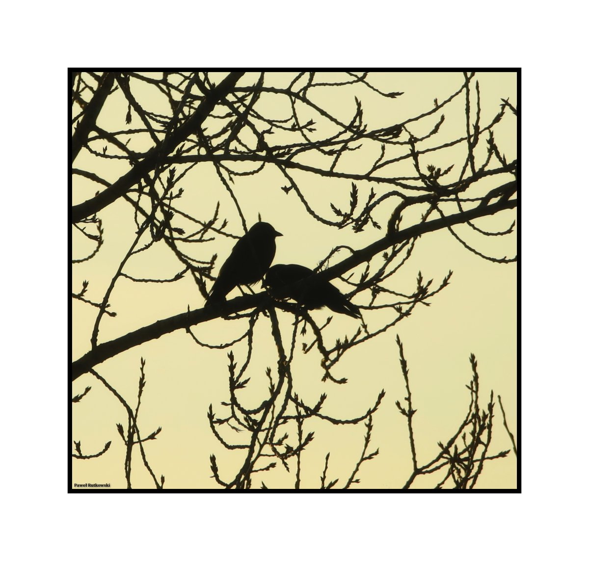 Wiosenny teatrzyk cieni / Spring-time shadow theatre

#NatureforSunday #BehindtheWindow #jackdaws #birds #naturephotography #birdphotography #ThePhotoHour