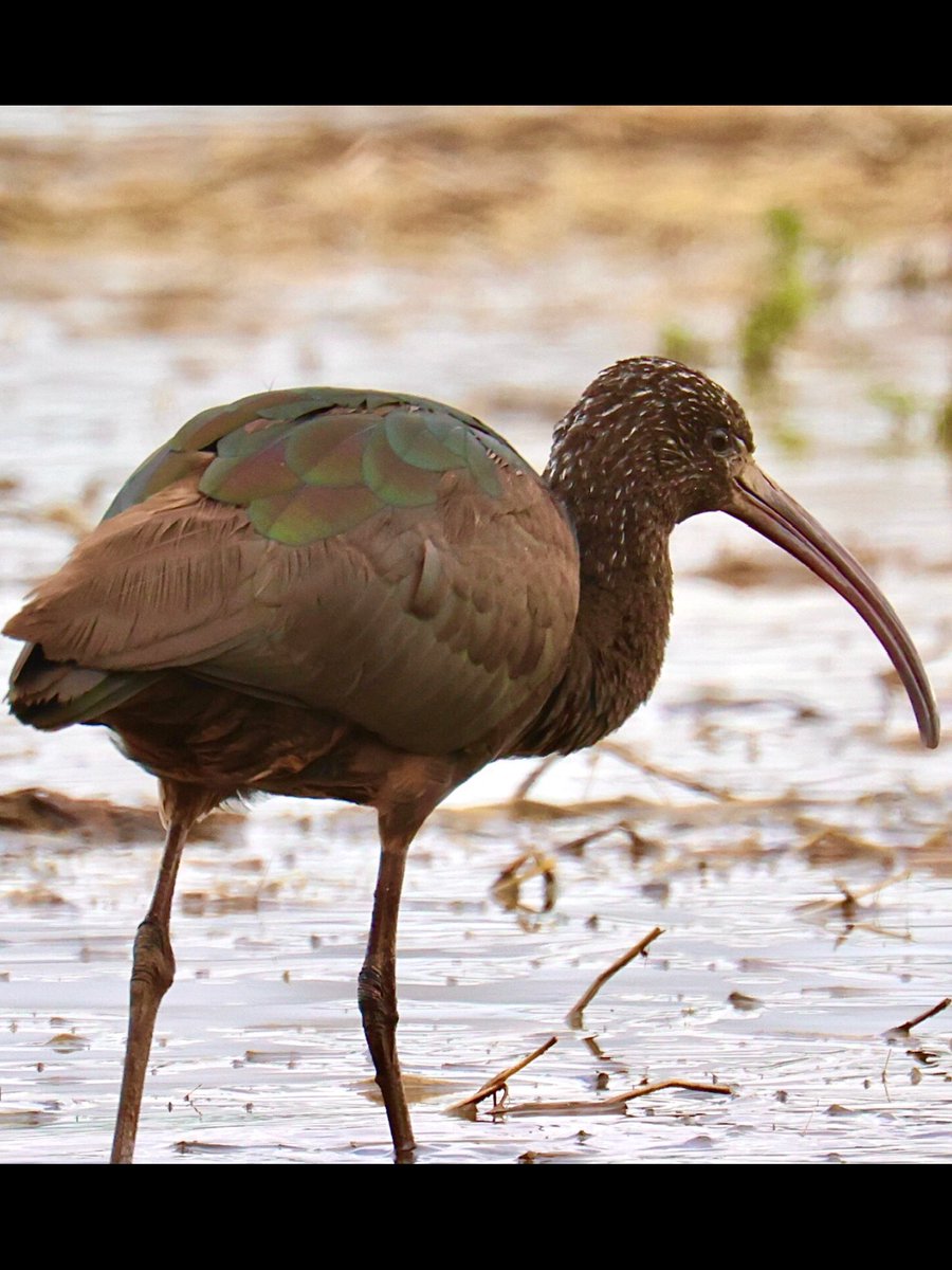 GALAXYC5's tweet photo. Good to see a Glossy Ibis again https://t.co/W83jNxxB98