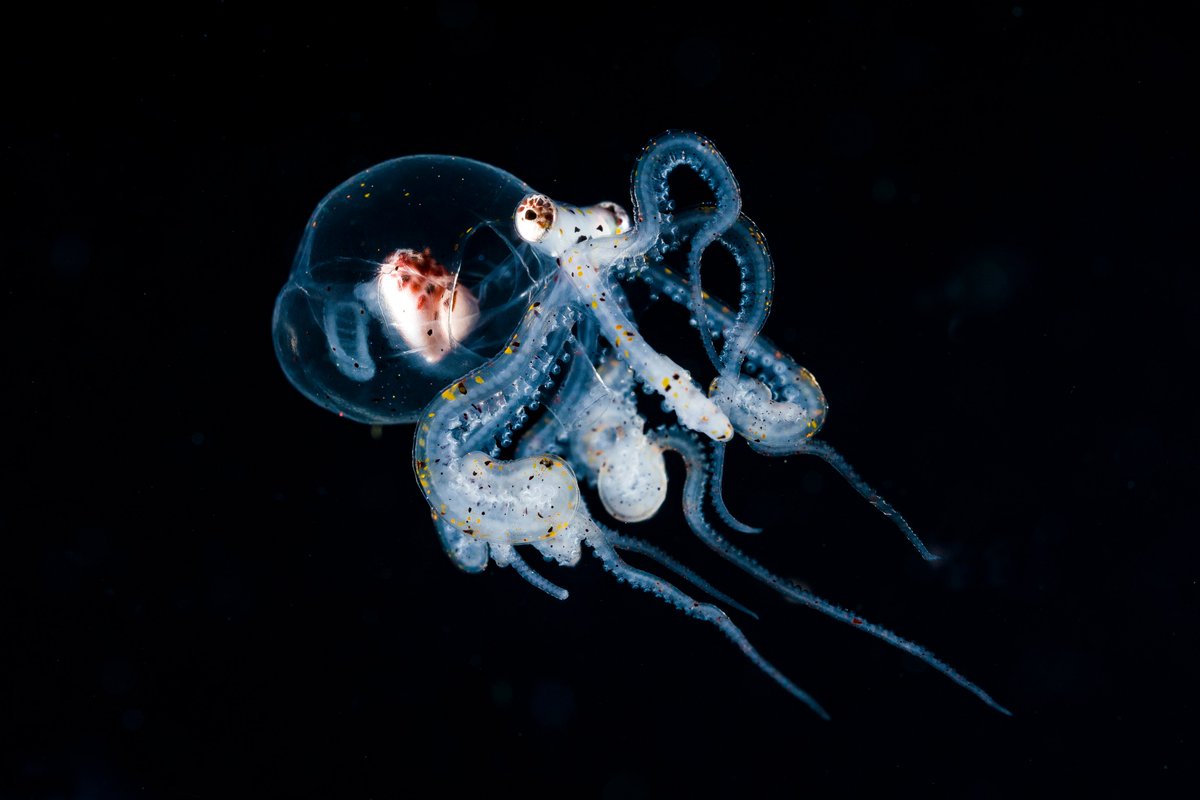 TheOctoNation's tweet photo. Is it just us, or could you look at blackwater photos of octopuses all day!? 

See more here: https://t.co/5XJx68L4UI https://t.co/mJEcl7eRnx