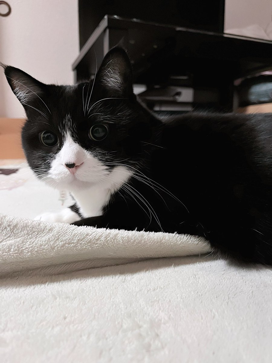 おはにゃん😻❤️