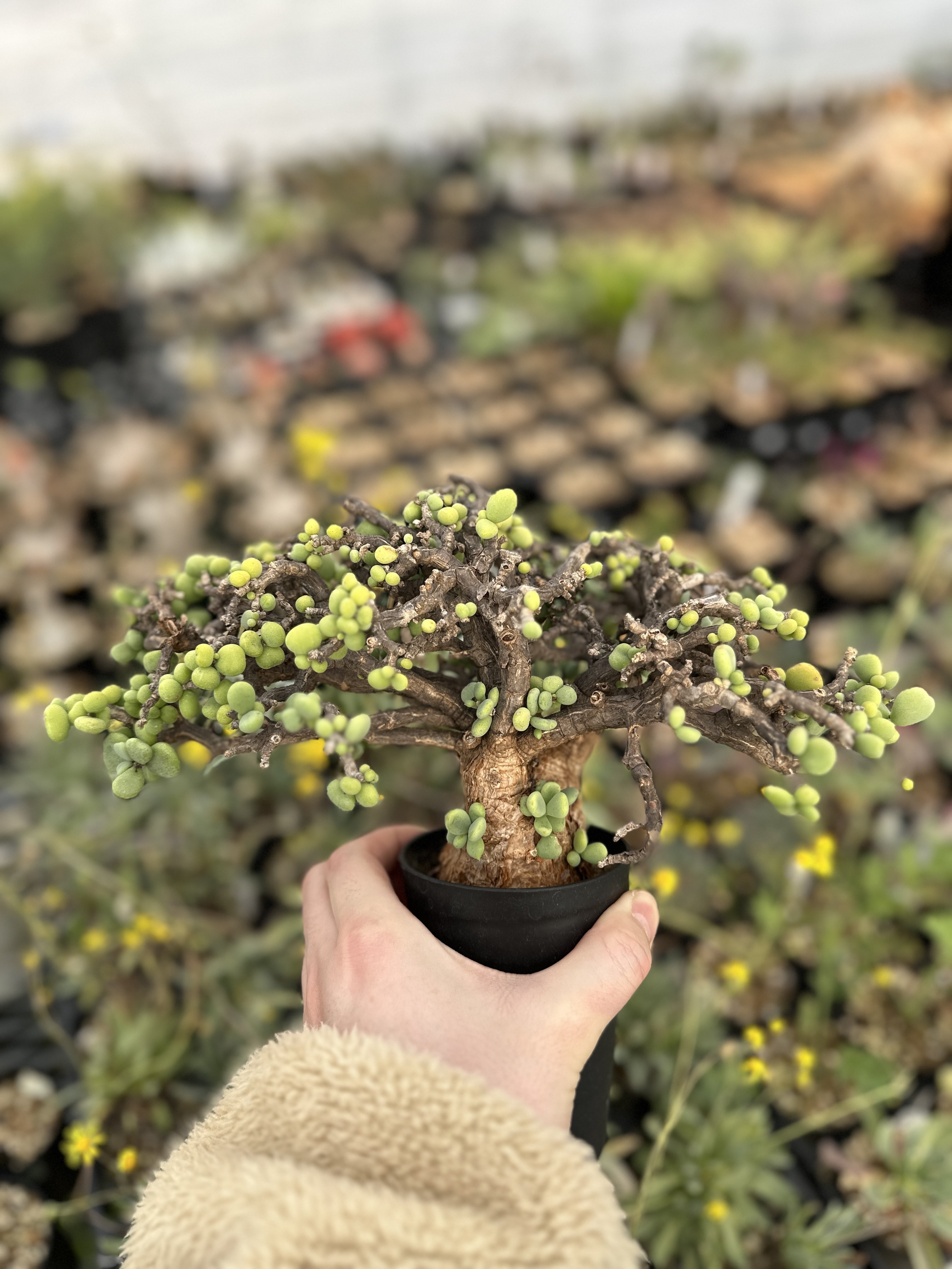 アデニウム.スワジクム アデニウム スワジクム(Adenium swazicum) 多肉植物データベース