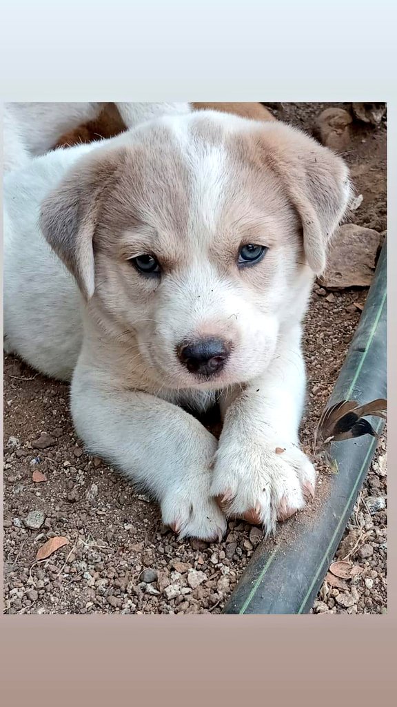 AnimalParaiso's tweet photo. Estas bellezas están buscando hogares definitivos, cuatro meses de edad, son dos hembras y dos machos.

Disponibilidad de entregas en adopción para la zona de Puchuncaví o comunas aledañas.

Contacto al teléfono o WhatsApp +56989016935. https://t.co/RkGbK6O3gz