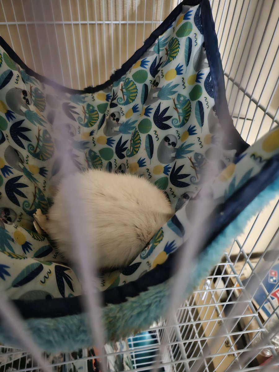 ############## (@sleepyyyroblox) on Twitter photo 