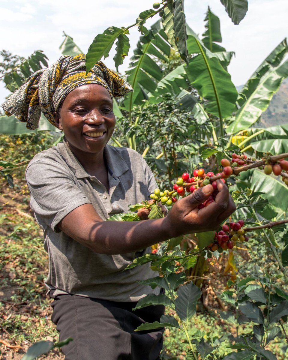Sometimes coffees come along that you wish you could just drink forever! But unfortunately, all good things must come to an end!

Time is running out to taste the incredible Uganda Bukonzo Dream before it’s gone forever! Don’t miss out!

deargreencoffee.com/products/speci…