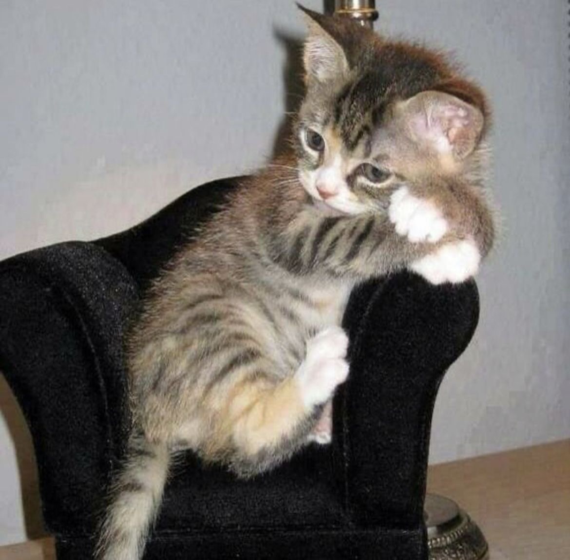 Kitty archives ♡ (@puppierz) on Twitter photo 