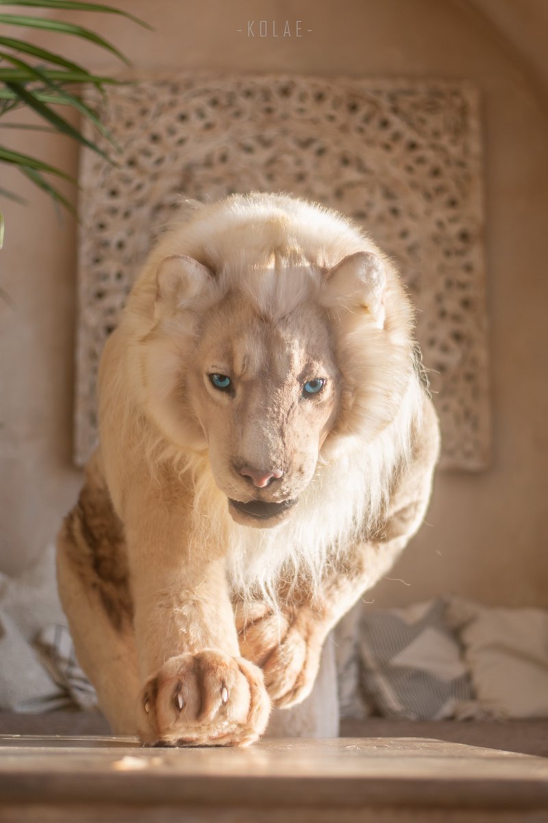 Quadsuit lion Samson complete!

📷 Kolae
✂️<a href="/Selenovna/">☽Selena☾</a>