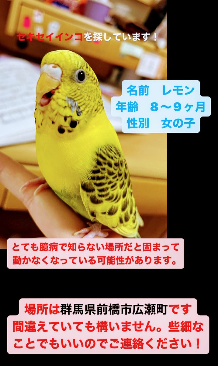 wanwan202319831's tweet photo. #群馬県  #前橋市広瀬町
#セキセイインコ
#レモンちゃん🍀😌🍀
#迷子 #保護 #目撃 #情報 #拡散 #再会
大切な家族です🍀😌🍀
諦めていません❗
厳しい寒さになり。
飼い主様が一生懸命探されています。
どんな情報でもお待ちしています。
レモンちゃん🍀😌🍀との再会。
皆様のご協力お願いします🤗 https://t.co/C3oENIwvnb