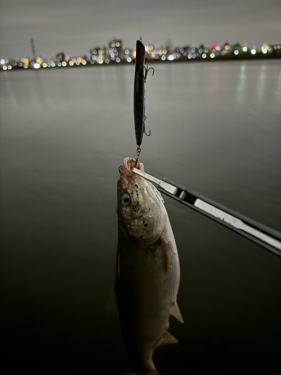 hi_18_84's tweet photo. よし！！

#PIXISで！シーバ。。。。

ウグイさんでした。

久々にピクったらウグイ。涙

悔し。

#多摩川シーバス
#PR
#LONGIN
#PIXIS
#LONGINモニター2024
#APIA
#TESTAMATTA
#STELLA
#バチ抜け https://t.co/BPh2asrp8D
