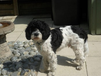 millypod1's tweet photo. 🆘15 FEB 2024 #Lost CASEY
ELDERLY Black & White Cockerpoo Male
Lost around midnight - from
Thurmaston Village area #Leicester #Leicestershire #LE4
https://t.co/eoWpW3uh3s https://t.co/gNPa6miax4