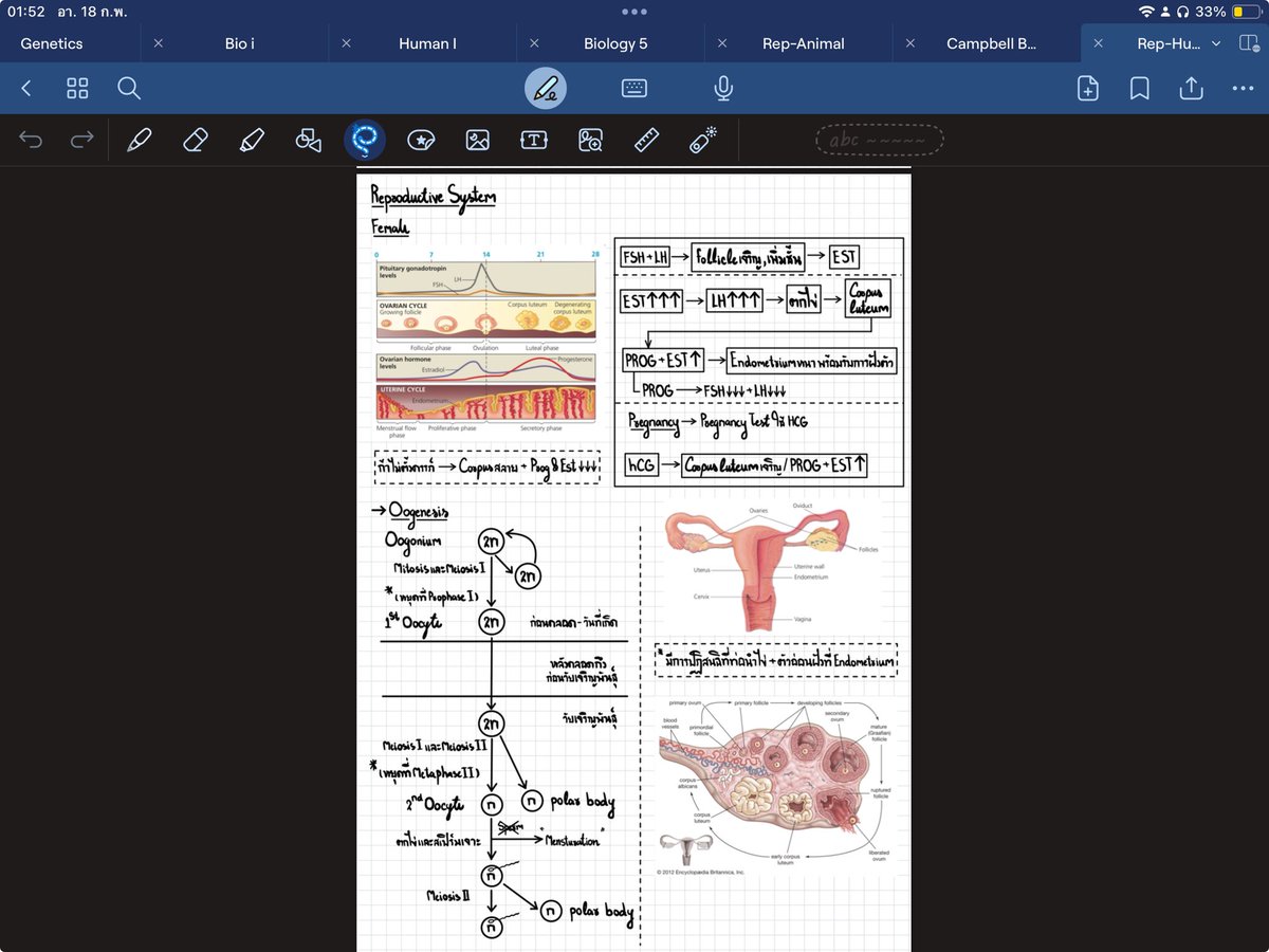 เผื่อใครไม่เชื่อ
ระบบสืบพันธุ์คน จบใน 1 แผ่น
อันนึ้เฉพาะผญ.