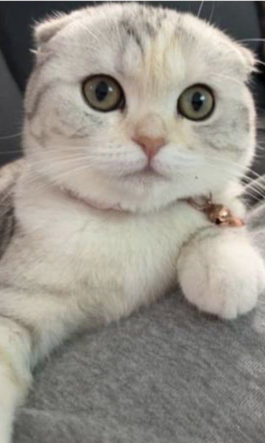 KatQuickstad's tweet photo. @AdamParkhomenko Jane Rizzoli, my sweet Scottish Fold https://t.co/VvHdanDnGZ