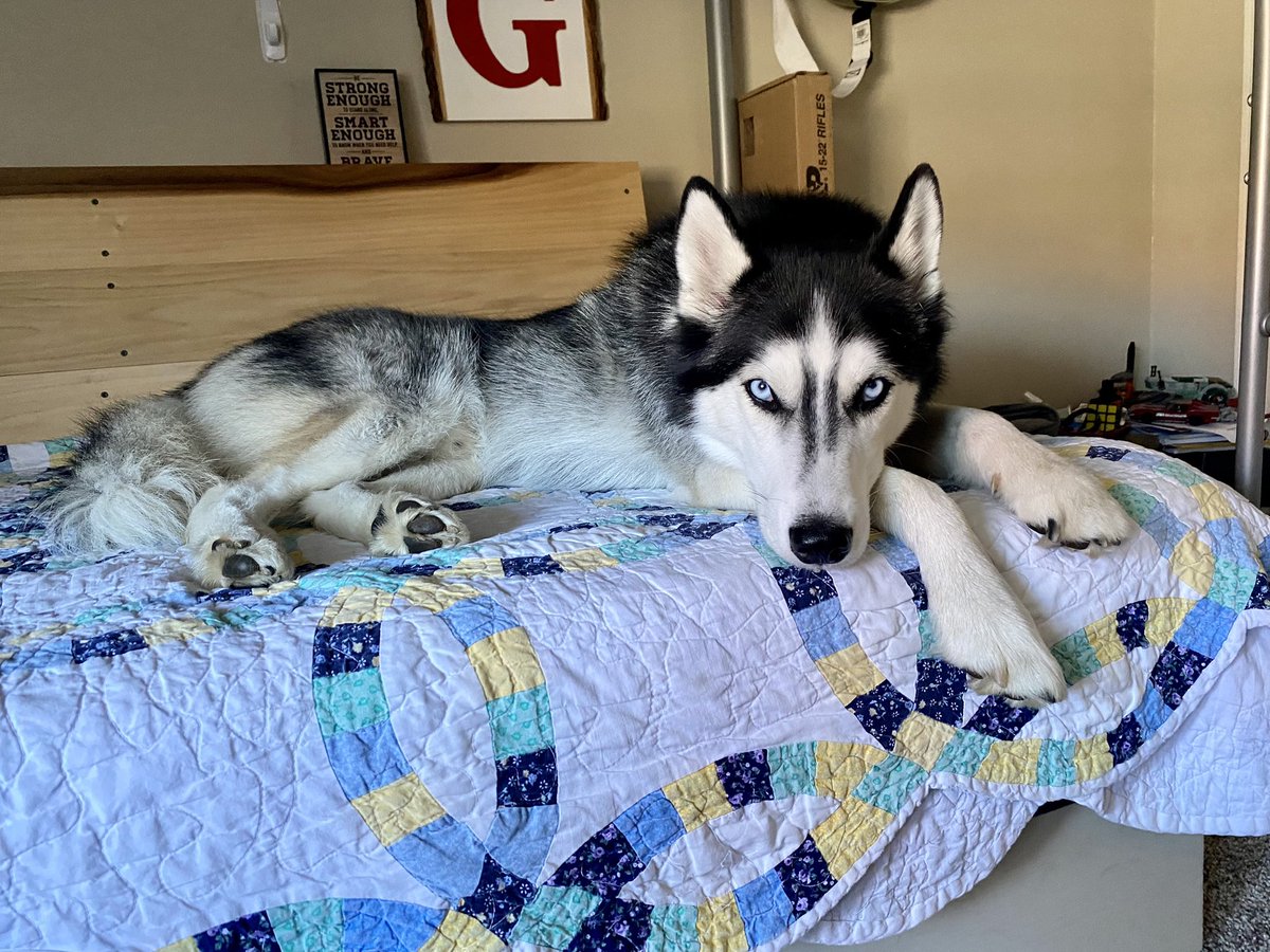 sdodson1's tweet photo. @stoolpresidente That’s what I do. We go to our local humane society and get our dogs from there. Here’s a picture of my ornery husky, but we love him. https://t.co/YO7fCsmz2A