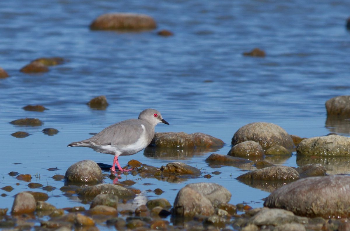 At #CMSCOP14 @BonnConvention. Approval for including Magellanic Plover (Pluvianellus socialis) in Appendix I, one of the most endangered shorebirds in the world. @ManometCenter @WHSRN @avesplayeras Photo by Esteban Daniels birdingushuaia.com