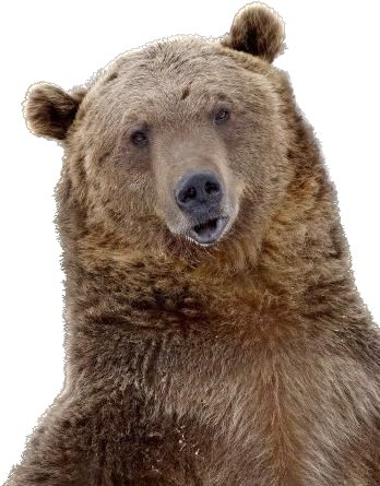 🐻 Bear 🍃 tweet media