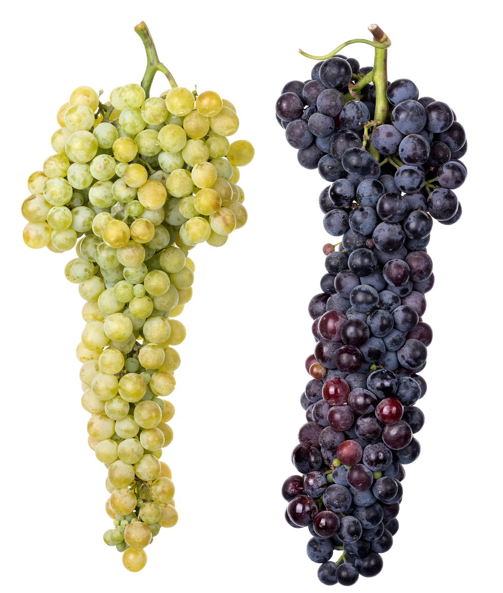 During our exploration of various grape varieties across Armenia, we have discovered a treasure trove of indigenous grapes in Syunik Province that have been long neglected or remain unknown. 
My favourites are Chragi Yerkser (black coloured) and Spitak Chragi (white coloured).