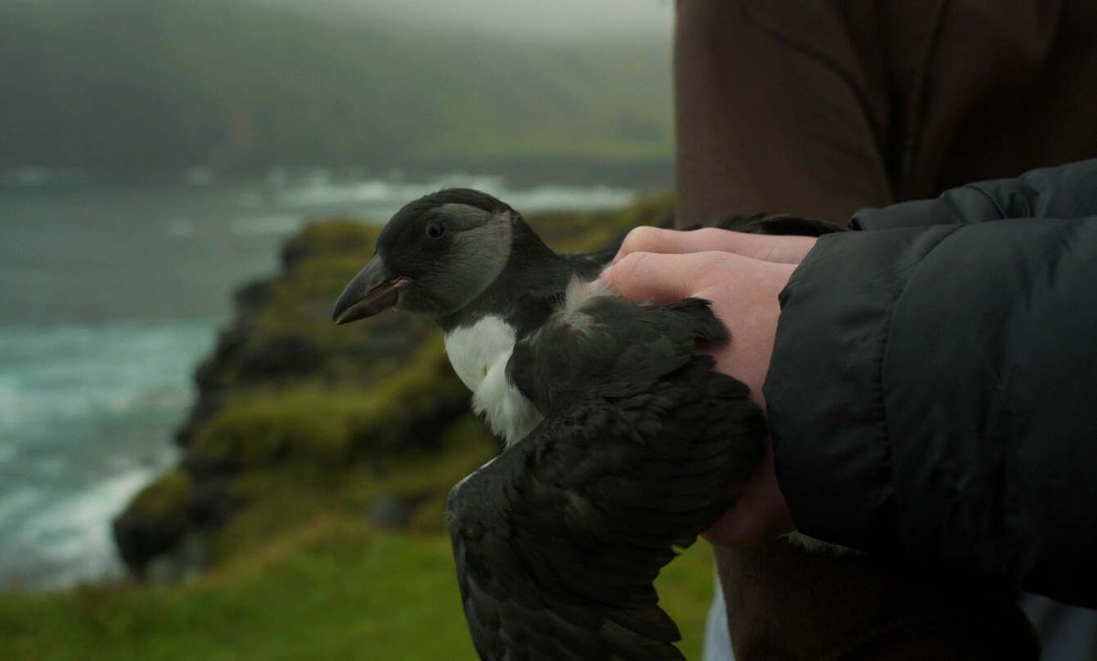 This film, which premiered at @sxsw and won the Jury Award for Documentary at @aspenfilm Shortsfest, explores the delicate interplay between wild and human lives in a changing and warming world. Watch “Puffling” by Jessica Bishopp. emergencemagazine.org/film/puffling/ @pufflingfilm