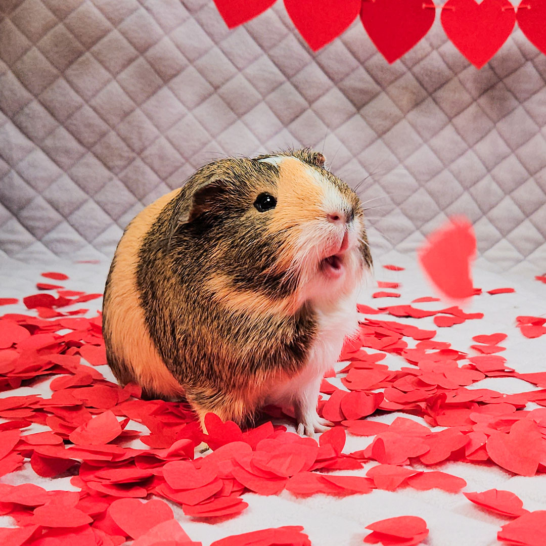Mi's wondering why Cupid missed her house... 'It's Valentine's, where's my prince charming?!😢 Hit up l8r.it/391d! #ValentinesSolo #WaitingForMrRight #Solo #guineapig #GuineaDad #pet #cute #animal #love