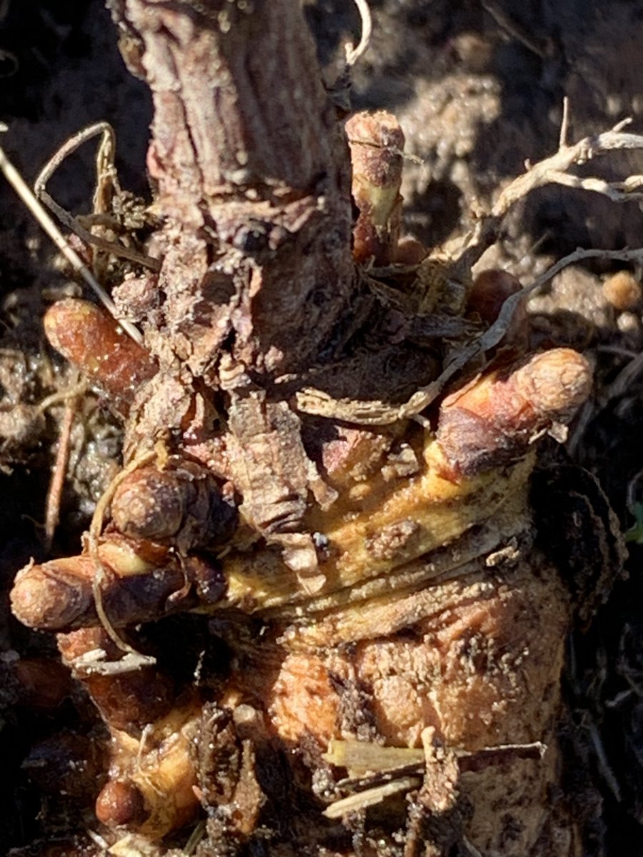FarmBoyFarms's tweet photo. HOPS are still resting with the 32°F ish lows &amp; 55°F ish highs. 🚜 🌱 ☀️ https://t.co/godLffqqeu