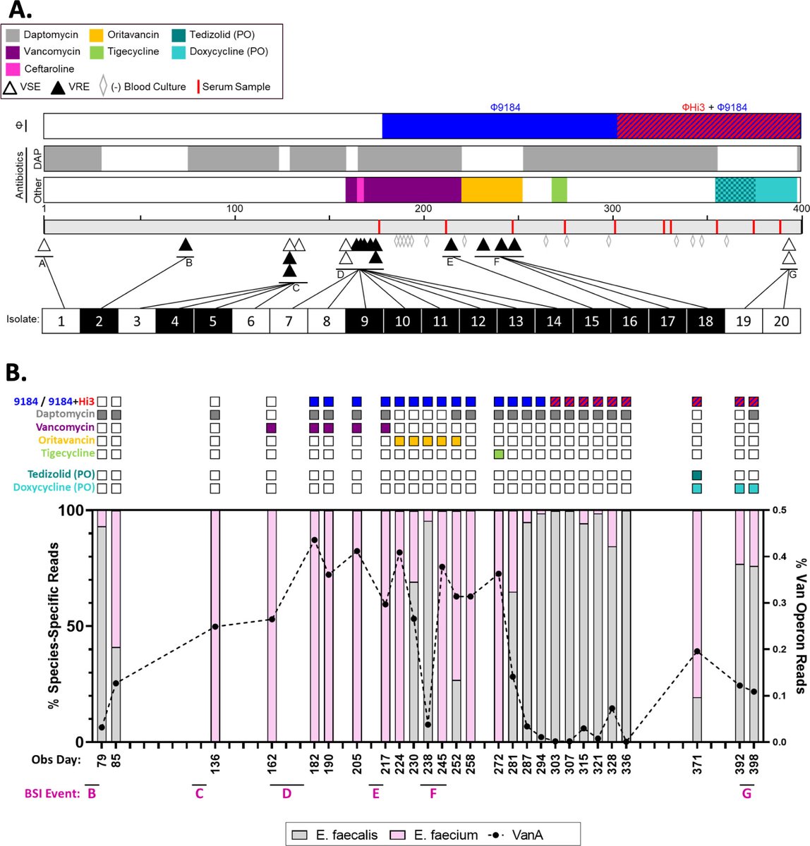 Phage therapy is an emerging therapeutic approach for treating bacterial infections that do not respond to Abx 🆕️🔥 @mbiojournal @MadisonStellfox @ryankshields @cleverwebber Bacteriophage & antibiotic combination Rx for recurrent Enterococcus faecium BSI journals.asm.org/doi/10.1128/mb…