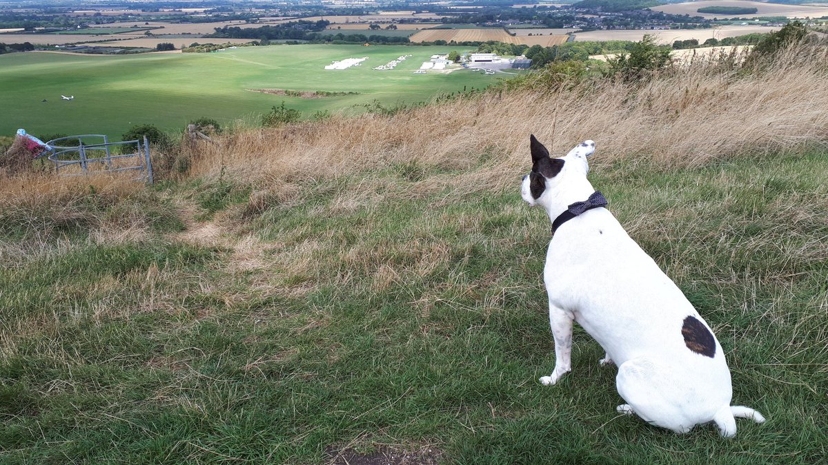  PatchieSteve is migrating tweet media