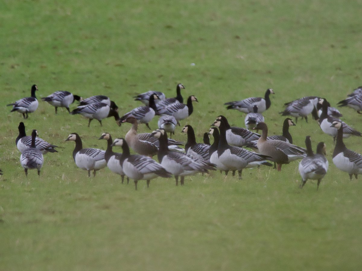 SteveOnHilbre's tweet photo. A good afternoon following @lfc win … two #PinkfootedGoose with Barnies, distant #WhitetailedEagle mobbed by Hoodies, male HenHarrier in front of the car @ LochGruinart @RSPBScotland a few mammals & a double rainbow 🌈 over LochIndaal as the BarnacleGeese came into roost #Islay https://t.co/BTtKIUX0ve