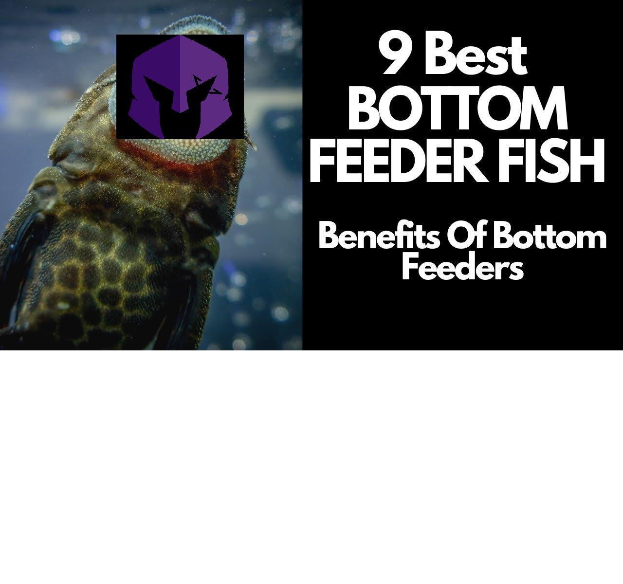 Large bottom feeder hot sale fish