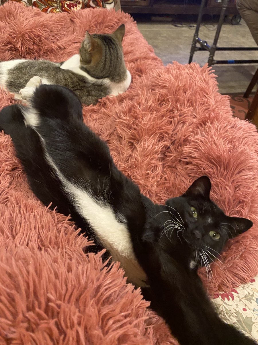 Court_Ellyn's tweet photo. Celebrating this #caturday because Inigo Montoya went missing for a few days. Decided we lost him, but he returned last night, hungry &amp; scared. After serious chow and snuggles, he’s his ornery self again. #cat https://t.co/I7MyQqMS56