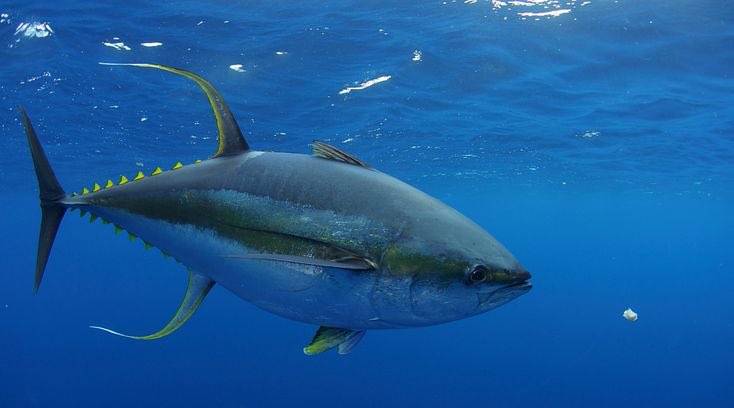 Recently tempted by a brave & tasty looking Yellowfin Tuna the team chose to do an inventory check on their remaining rations instead. 😋 Pleased to say they still have plenty 🙌🏻 Just Giving link below ⬇️ justgiving.com/crowdfunding/a… 📷 Photo taken from @Google 📷