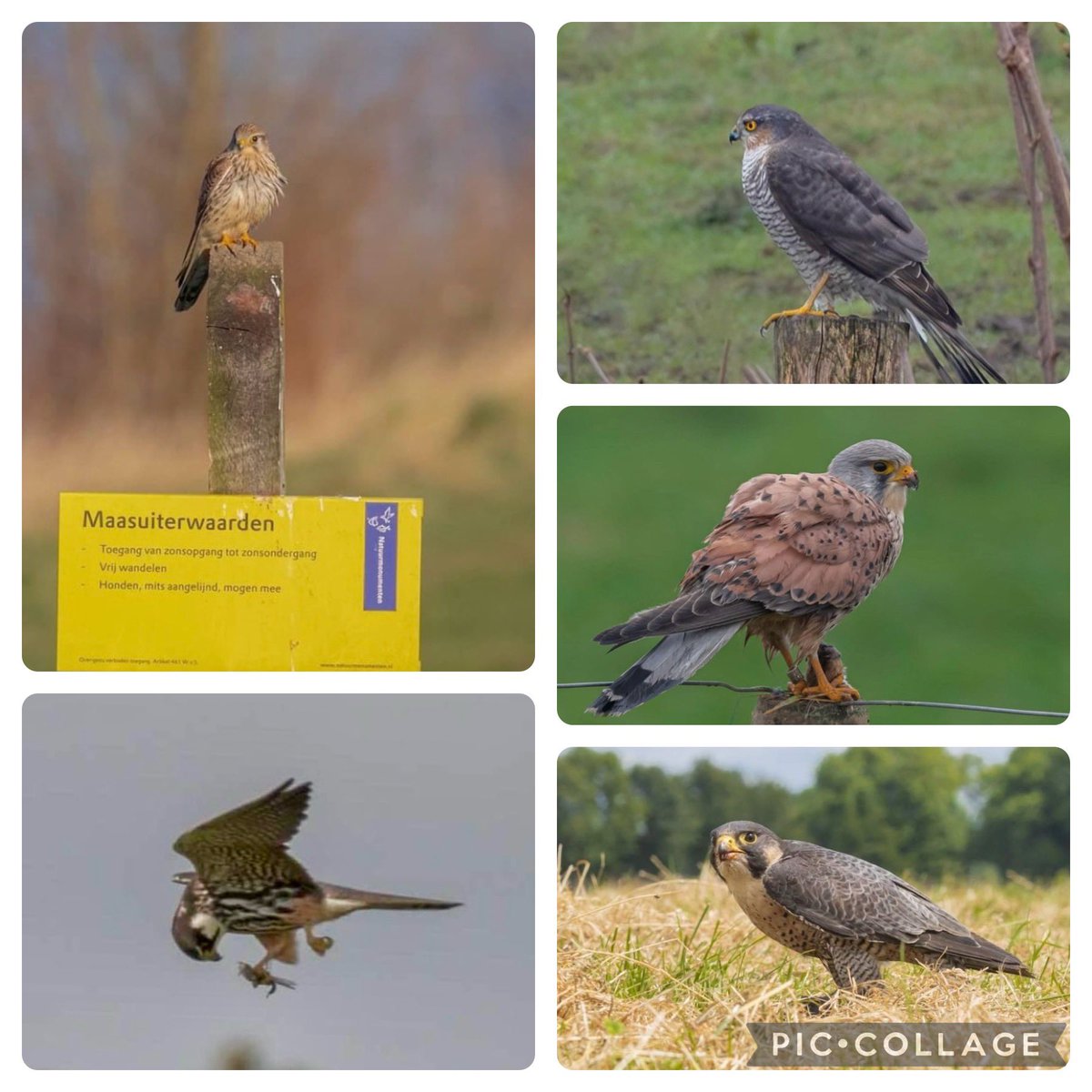 Veendi's tweet photo. #februarivogelmaand #torenvalk #sperwer #slechtvalk en 1x het geluk gehad om een #boomvalk te zien die in de lucht een libel snackte @wilma_meijerink https://t.co/cYQ2idQxhK