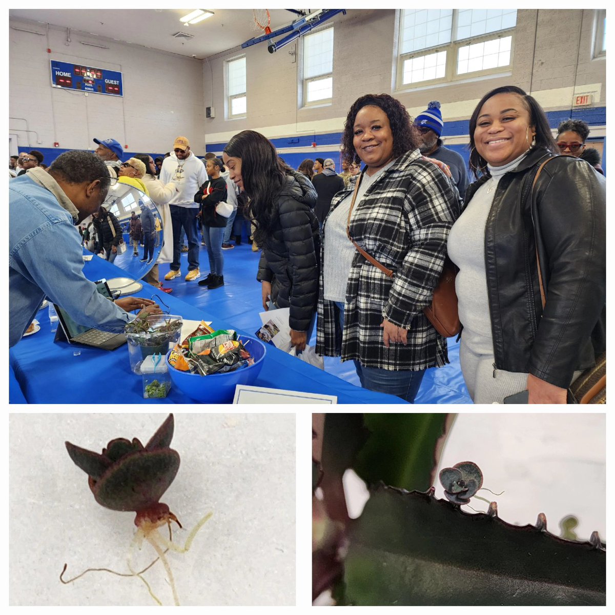 NS_ECSU's tweet photo. Drs. Adedeji and Young at Open House #ECSU.  Thanks to the students and parents who came by 👏👏.  Lots of questions about our programs.  We did some hands-on🔬 (TC Venus Flytrap and the fruitflies 🪰 they eat).  Able to provide plantlets 🪴of Kalanchoe. #ECSUVikingsScience https://t.co/5nDsPFABva