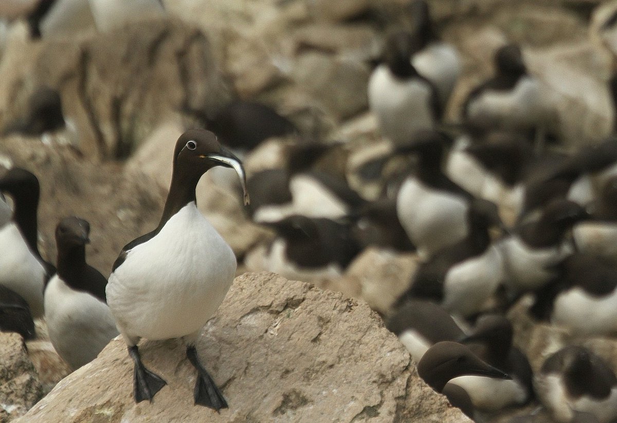 This week-end is the Great Backyard Bird Count.
Which #seabirds will you see from your backyard??

#SeabirderSaturday